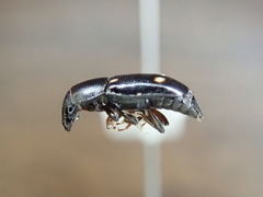 Glischrochilus siepmanni