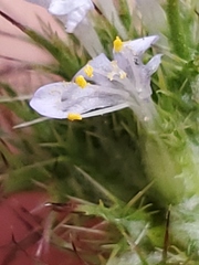 Navarretia tagetina
