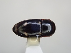 Glischrochilus siepmanni