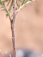 Navarretia tagetina