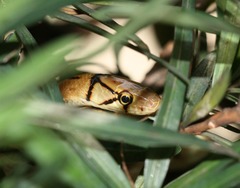 Coelognathus radiatus