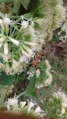 Eristalinus taeniops