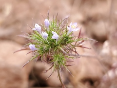 Navarretia tagetina