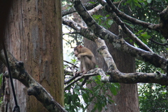 Macaca nemestrina