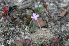 Malcolmia triloba