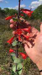 Penstemon murrayanus