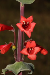 Penstemon murrayanus