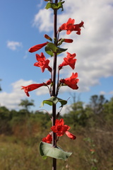 Penstemon murrayanus