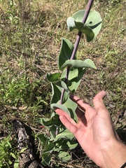 Penstemon murrayanus