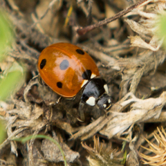 Coccinella septempunctata