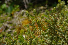 Olearia nummulariifolia