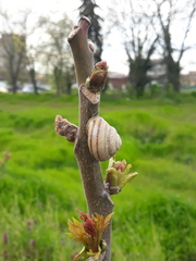 Caucasotachea vindobonensis