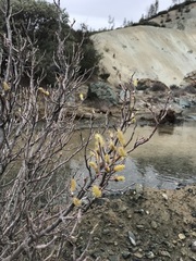 Salix breweri