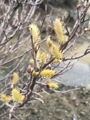 Salix breweri