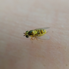Thaumatomyia notata