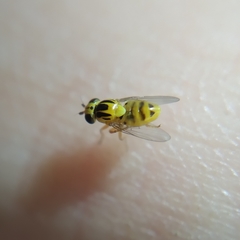 Thaumatomyia notata