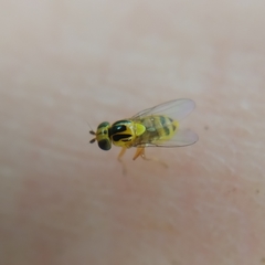 Thaumatomyia notata