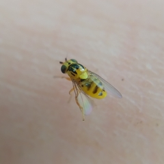 Thaumatomyia notata