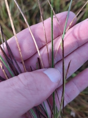 Axonopus fastigiatus