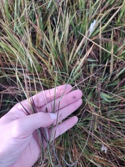 Axonopus fastigiatus