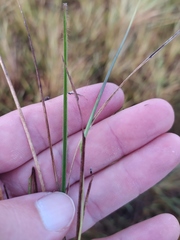 Axonopus fastigiatus