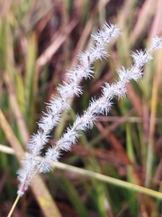 Axonopus fastigiatus