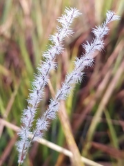 Axonopus fastigiatus