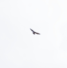 Buteo buteo
