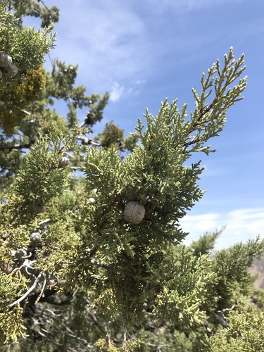 Paiute cypress (Hesperocyparis nevadensis)