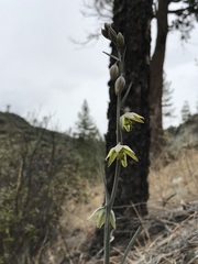 Fritillaria viridea
