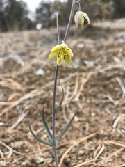 Fritillaria viridea