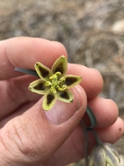 Fritillaria viridea