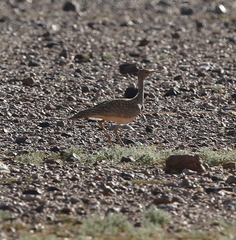 Chlamydotis undulata