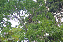Presbytis rubicunda