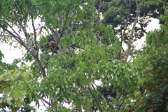 Presbytis rubicunda