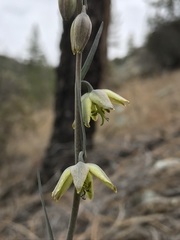 Fritillaria viridea