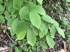 Ulmus uyematsui