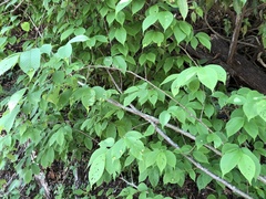 Ulmus uyematsui