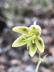 Fritillaria viridea