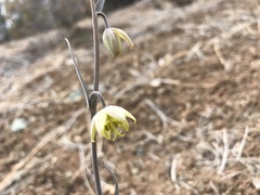 Fritillaria viridea