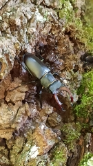 Lucanus cervus