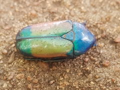 Chlorocala africana subsuturalis