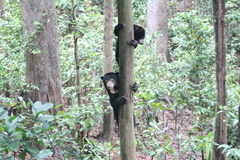 Sun Bear photo 2
