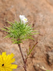 Navarretia tagetina
