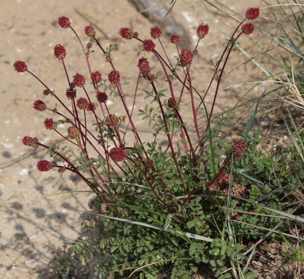 Salad Burnet