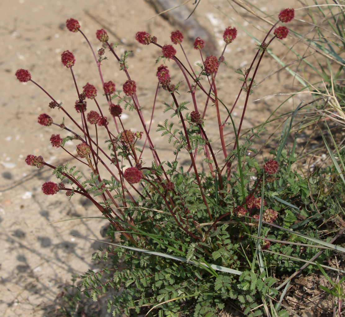 Sanguisorba minor