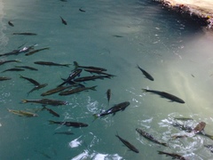 Neolissochilus stracheyi