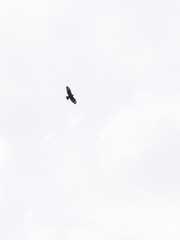 Buteo buteo
