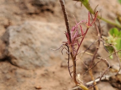 Navarretia tagetina