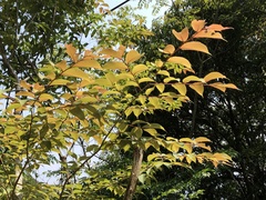 Ulmus uyematsui